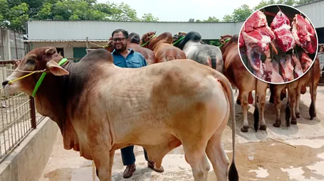 গরুর মাংস