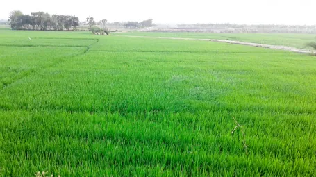 কৃষি