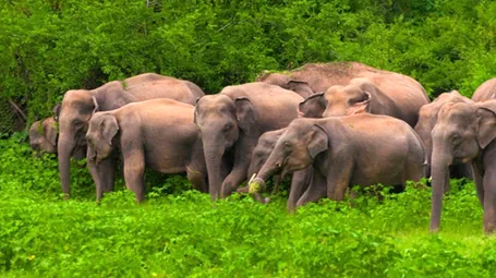 বন্যহাতি