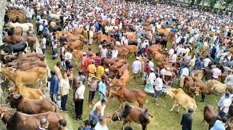 পশুর হাট