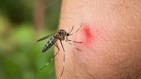 মশা