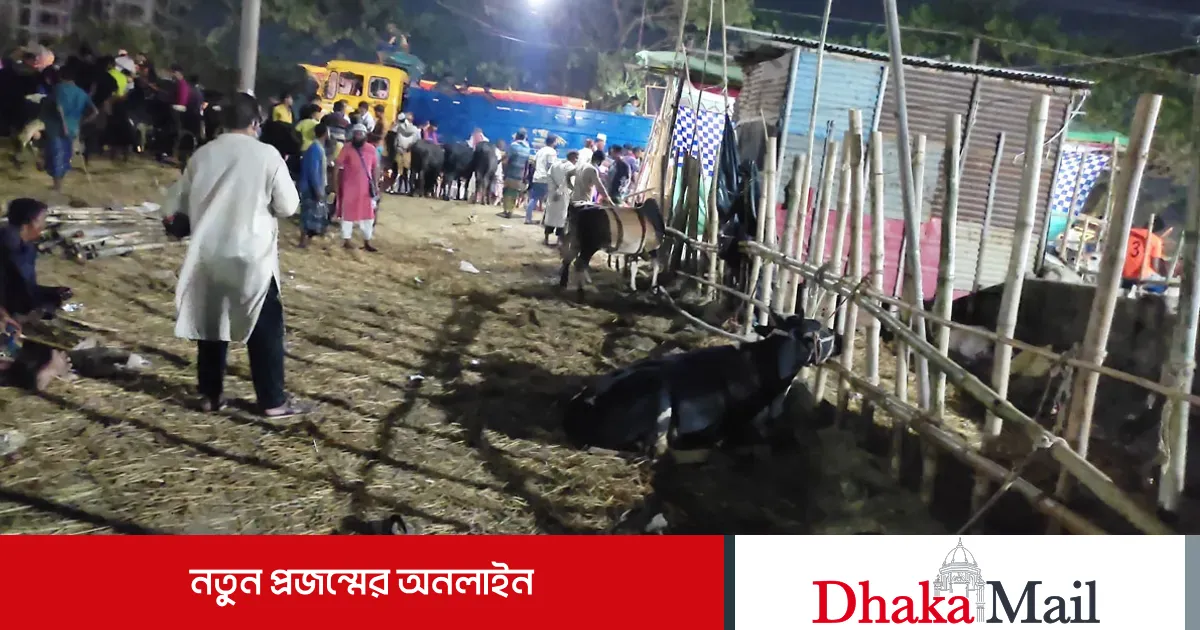 গাবতলী হাটে গরুর চেয়ে ক্রেতা বেশি, সংকটের আশঙ্কা