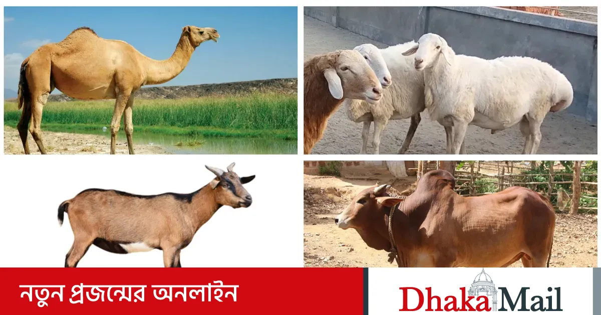 Semiz gruzin ayollarning fotosuratlari