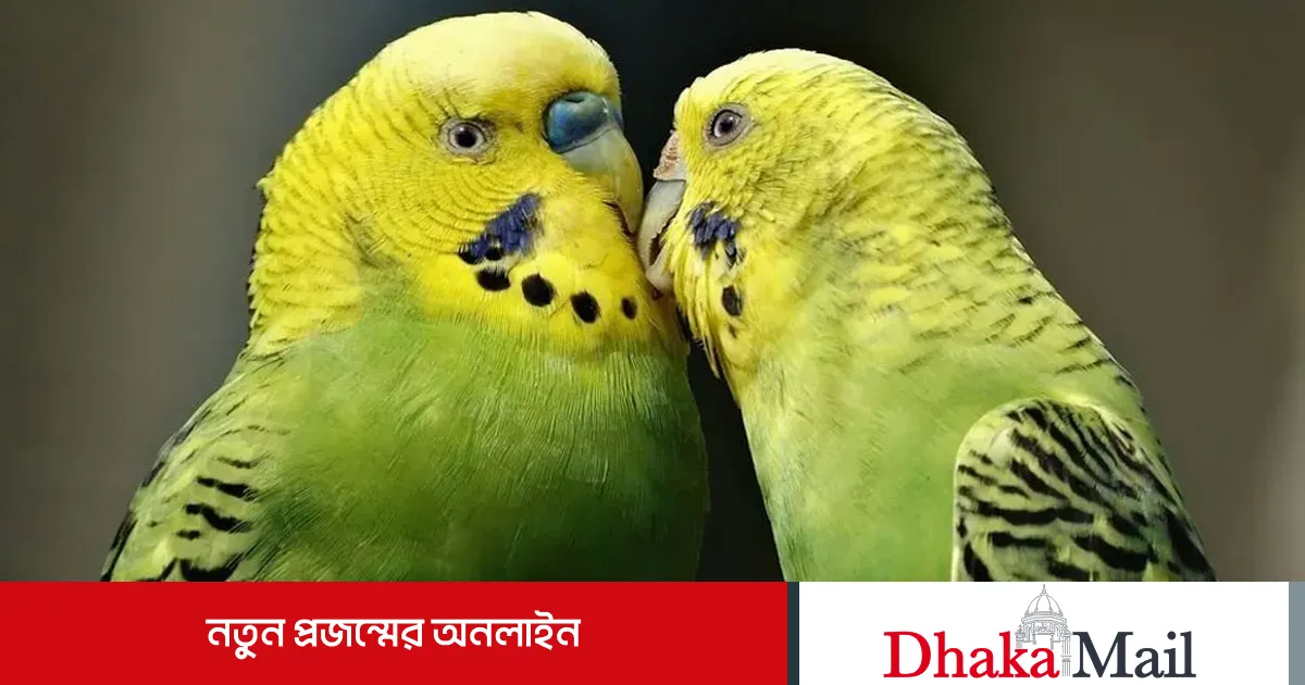 খাঁচায় পাখি পালন কি জায়েজ?