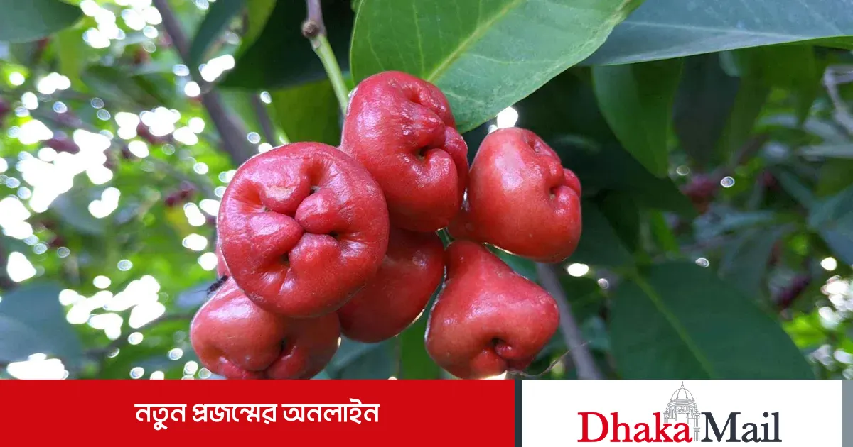 জামরুলের এসব উপকারিতা কি জানা ছিল আপনার?