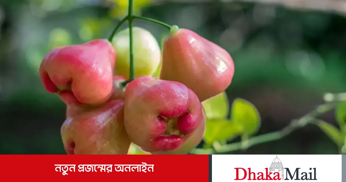 Janarul Rrrr জামরুলের যত স্বাস্থ্যগুণ