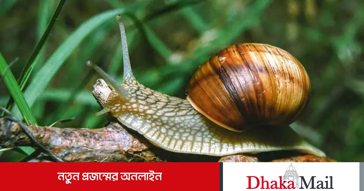 Shamuk Types বৃষ্টি হলেই ছাদ বাগানে বাড়ে শামুকের উপদ্রব, সমাধানে করণীয় জানুন